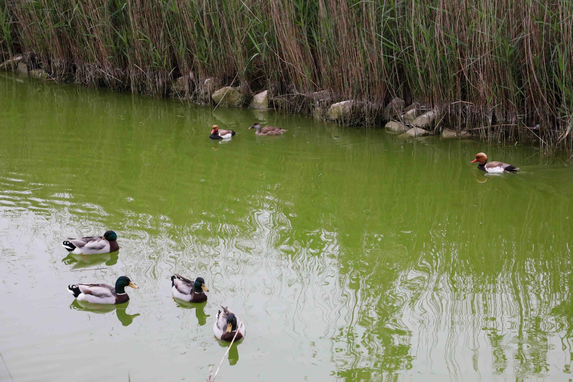 Agua teñida de verde en el Parque de Cabecera