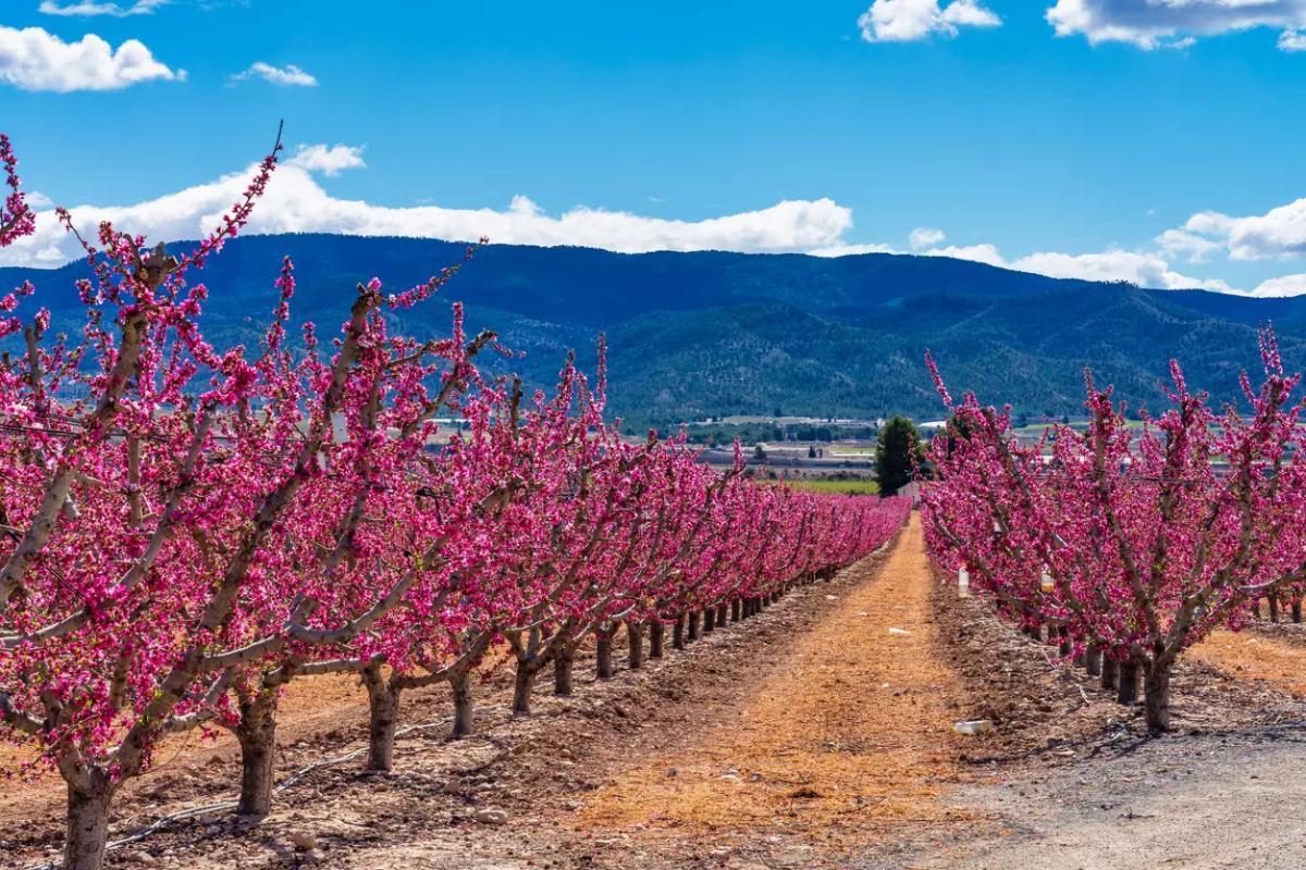 Campos de Cieza.