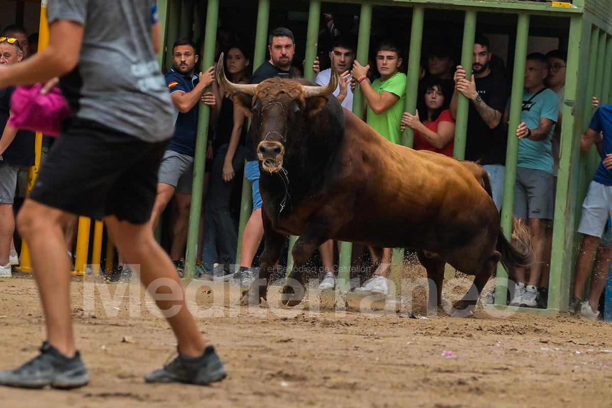 Bous a l'Alcora 2025