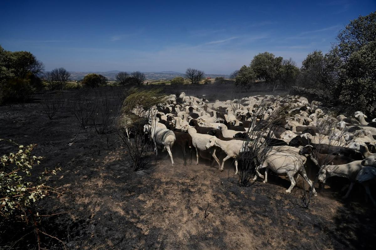 El incendio de Fermoselle arrasa los pastos.