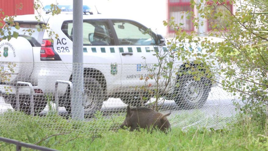 Culleredo contrata un servicio de control de poblaciones de jabalíes