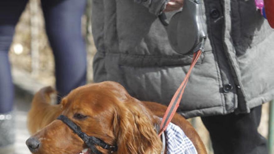 Las mascotas reciben su bendición en la ermita de Vera