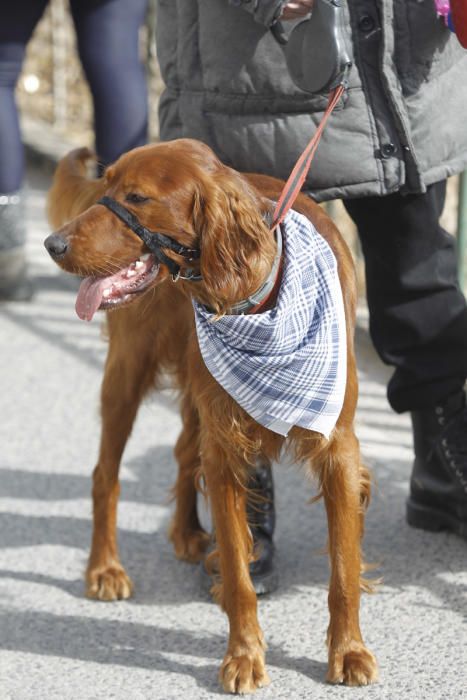 Benidición de animales en la Ermita de Vera y en la Punta