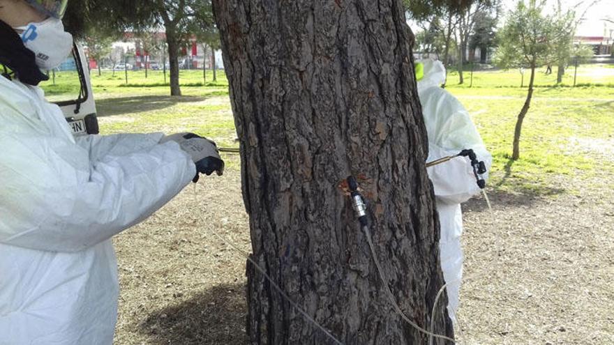 Fotografía facilitada por Althenia, Grupo malagueño Sando, que muestra a unos operarios en el proceso de aplicar endoterapia en el tronco de un árbol.