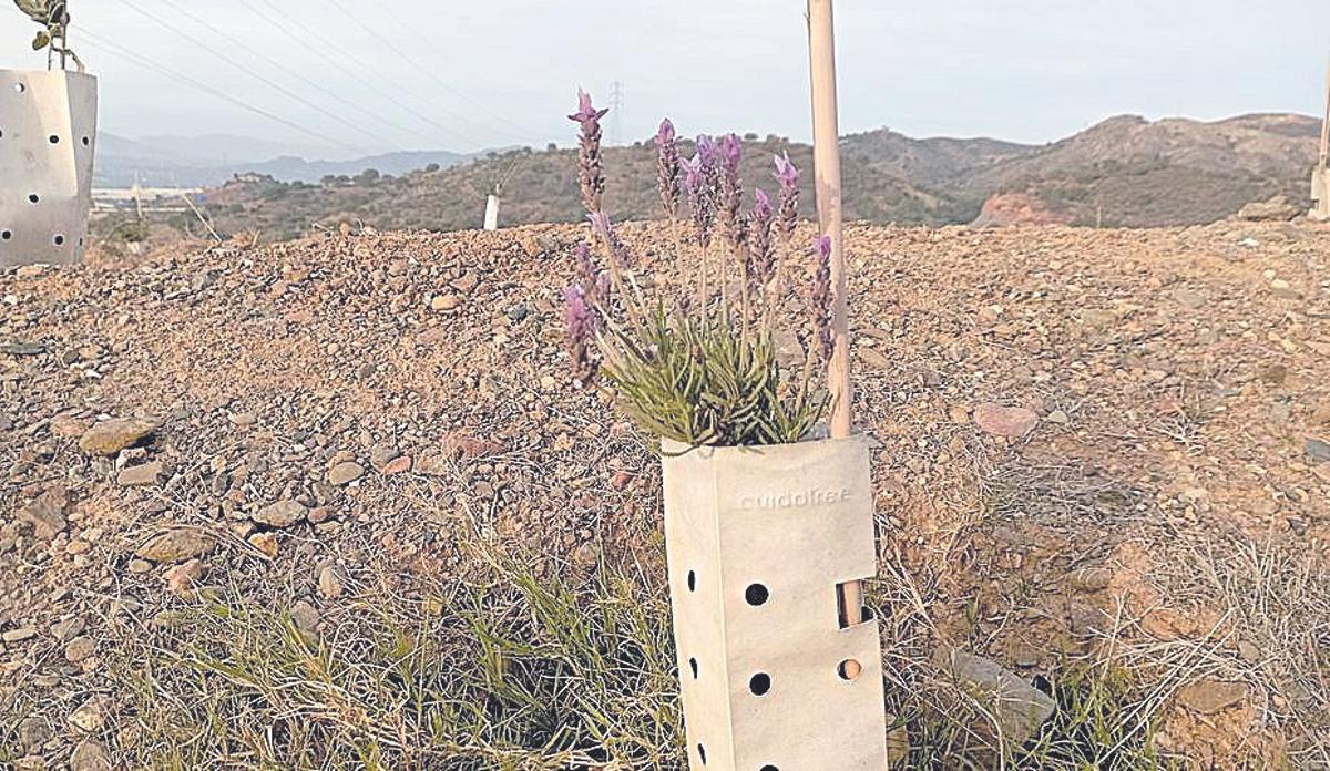 Lavanda en flor, vertedero sellado de Los Asperones, trabajo de recuperación ecológica de Almijara