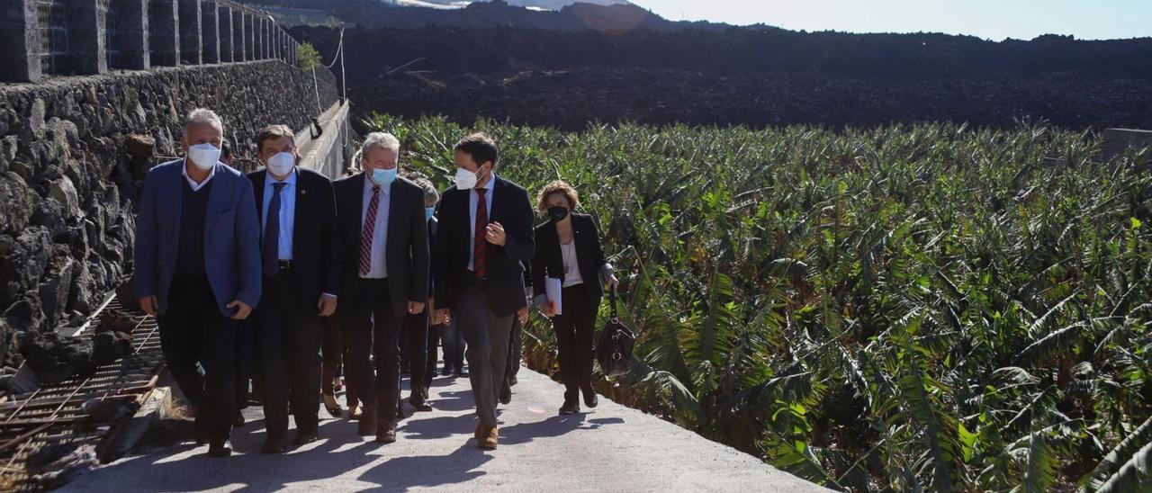 Ángel Víctor Torres, Luis Planas, Janus Wojciechowski y Mariano Zapata en la visita a una plantación de plataneras afectada por la lava. | | EFE/ LUIS G. MORERA