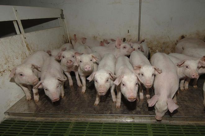 Los ganaderos calculan más de 900 millones en pérdidas por la peste porcina: "Mientras haya jabalíes no estaremos tranquilos"