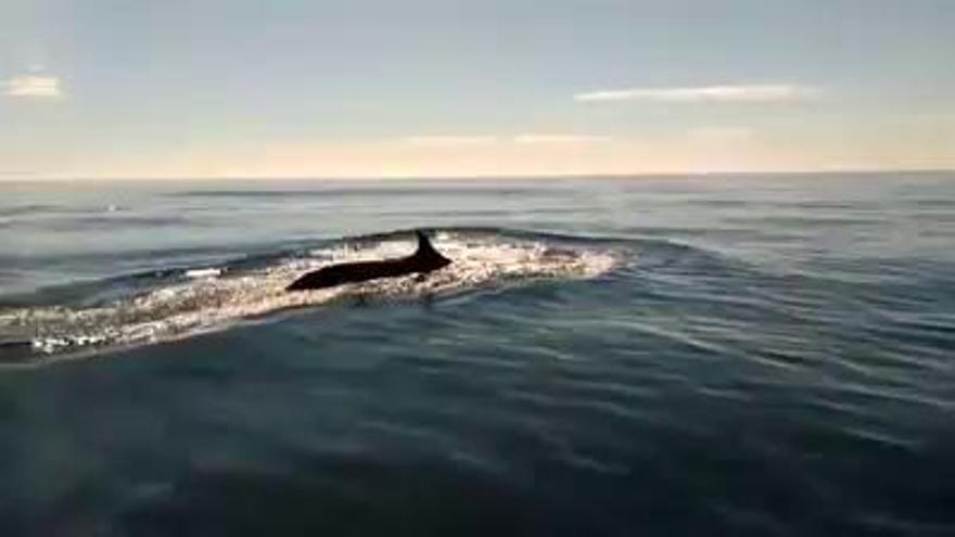 Tres ballenas rumbo a Cabo de Palos