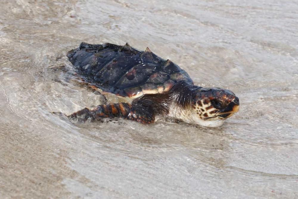 Liberadas en Ibiza 26 tortugas de la primera puesta registrada en Baleares