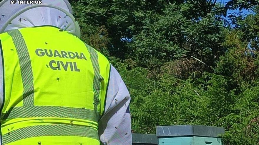 La Guardia Civil localiza unas abejas robadas en Verea: un investigado por hurtar 34 colmenas a un vecino