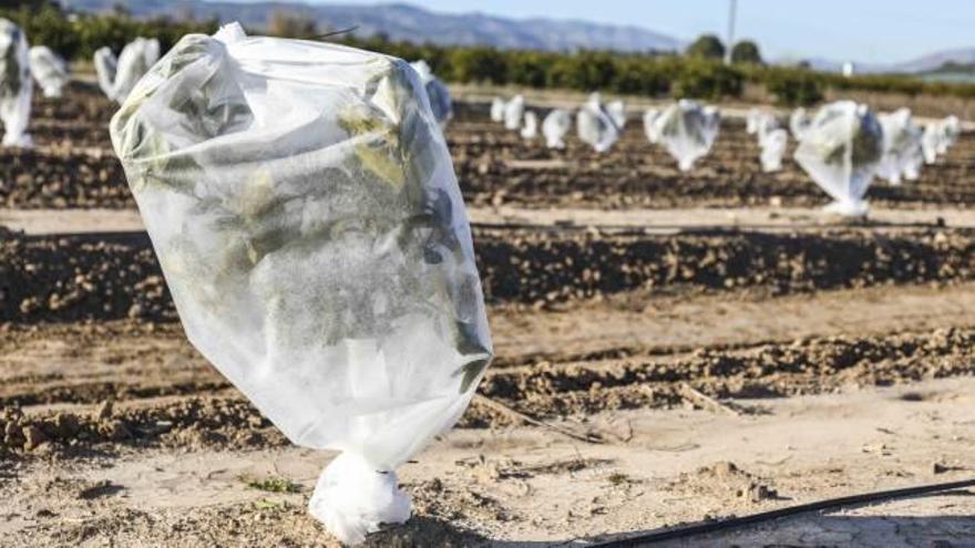 Manta térmica o anti-heladas. La mejor inversión para invierno