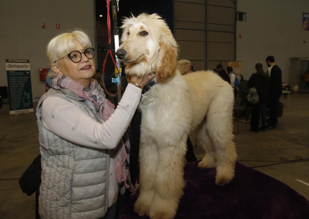 Los perros toman el Ifevi