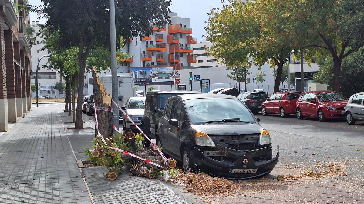 Árbol caído junto a un coche en la avenida de Guerrita.