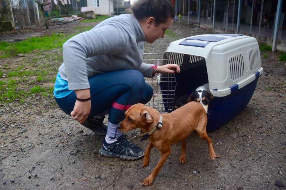 Los peludos de la perrera de Poio buscan compañía