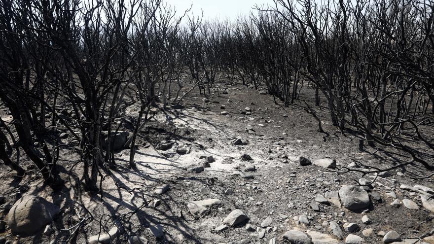 El incendio del Moncayo se ceba con almendros y olivos y salva la vendimia de la DO Campo de Borja