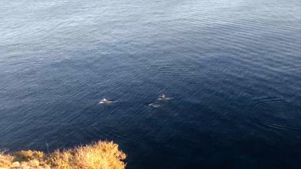 Una familia de delfines se deja ver en Ibiza