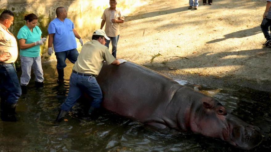 Trabajadores del zoo asisten al hipopótamo.