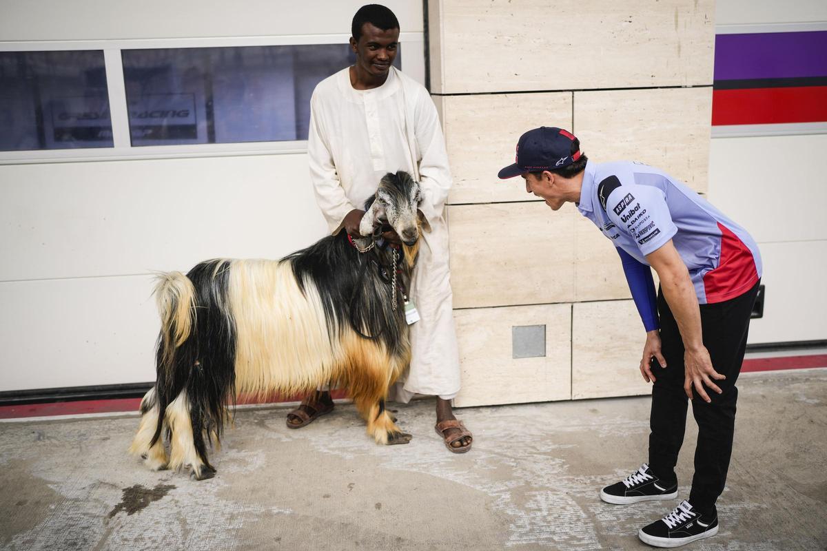Marc Márquez se muere de la risa al ver, hoy, la cabra que su equipo ha llevado a Losail.