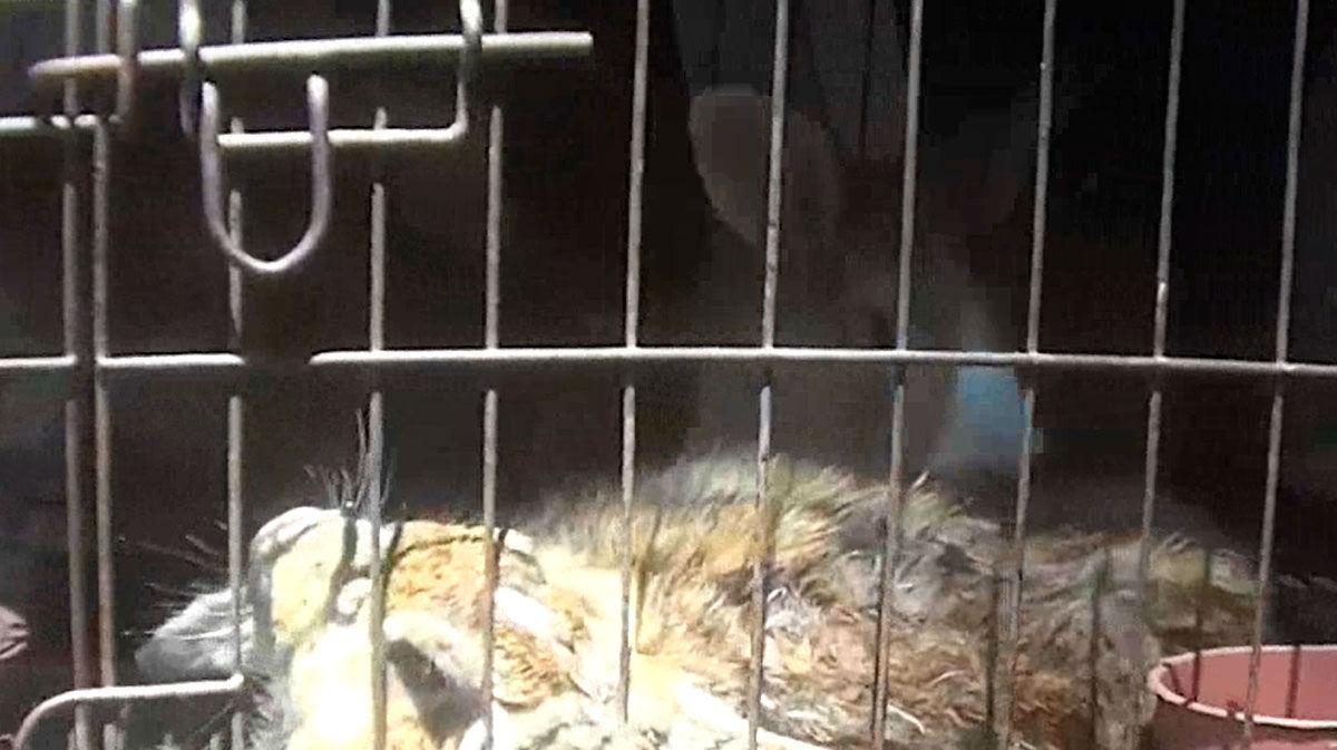 PETA pide el cierre de los mercados de animales en Asia ante peligro de virus