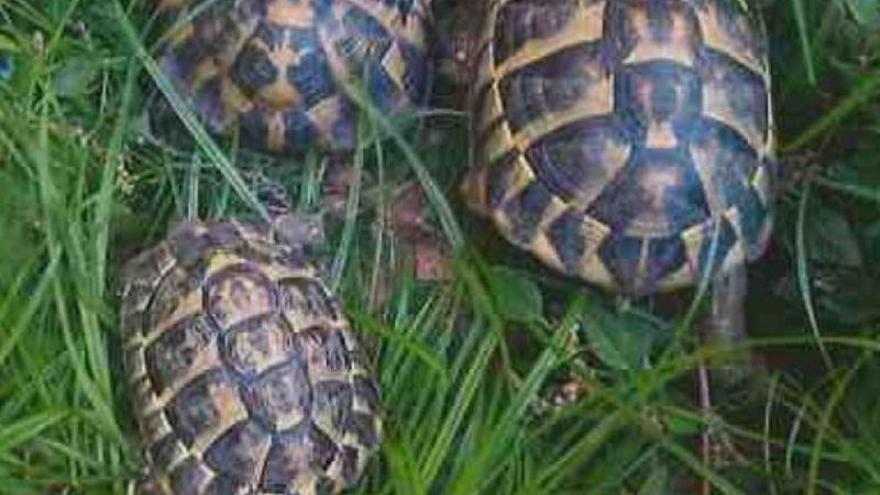 Rescatadas 22 tortugas protegidas que se vendían por internet