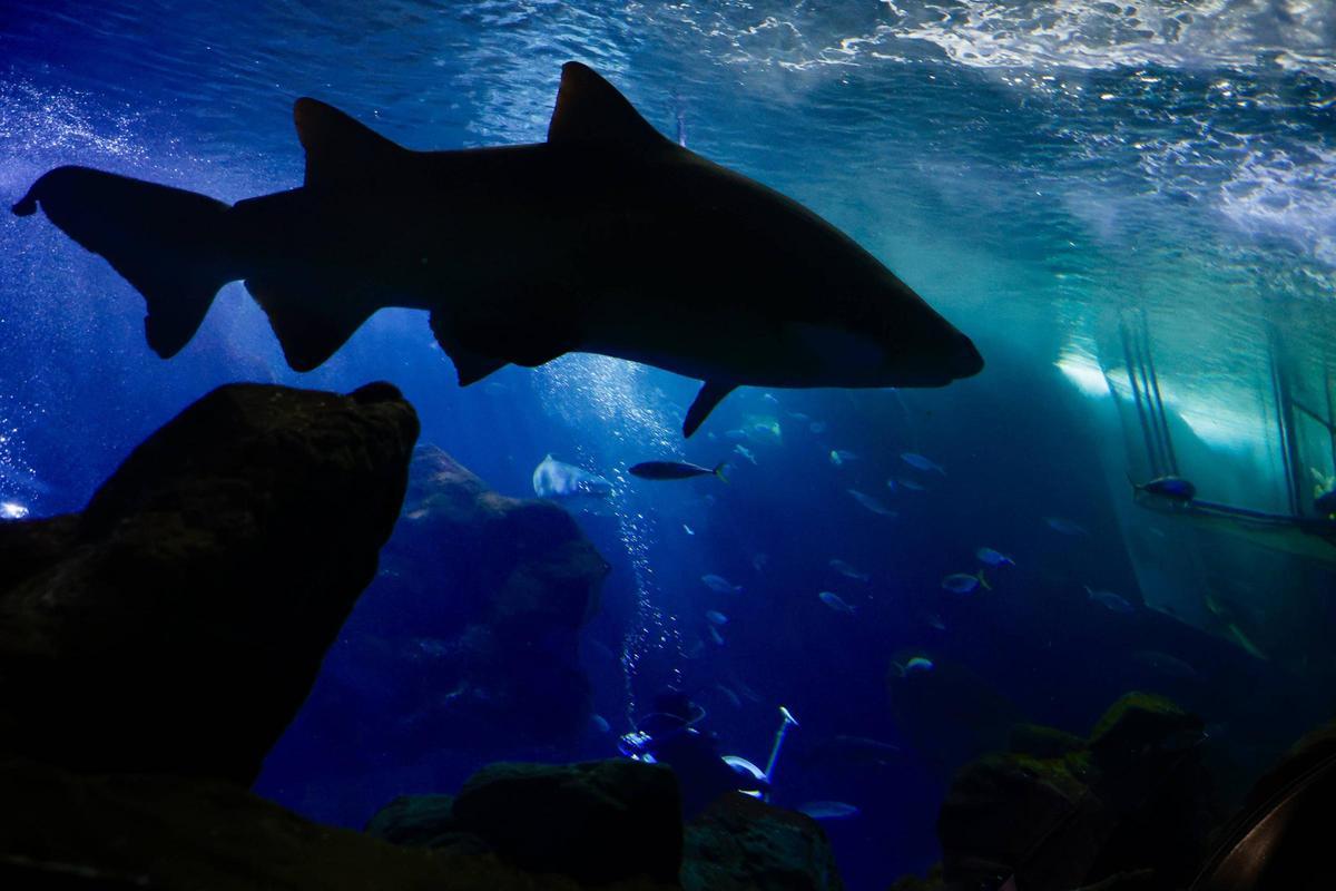 Los tiburones "Currín" y "Elisa", grandes reclamos del Acuario de Gijón (en imágenes)