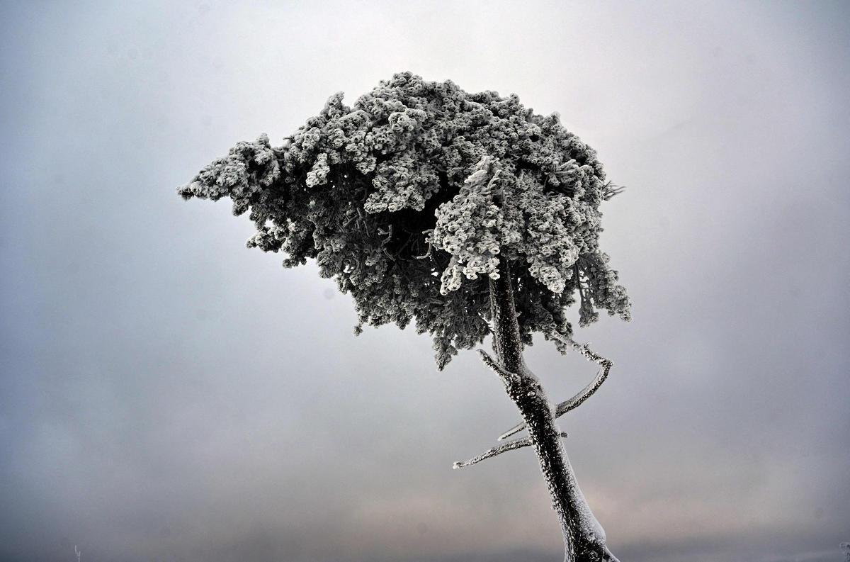 Paisaje cubierto de nieve en la montaña Kahler Asten cerca de Winterberg, Alemania occidental