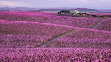 Los campos en flor más bonitos de España