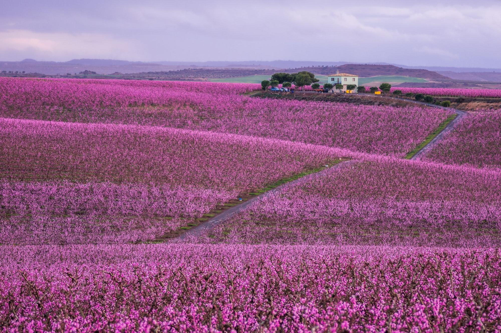 Campo en flor de Aitona