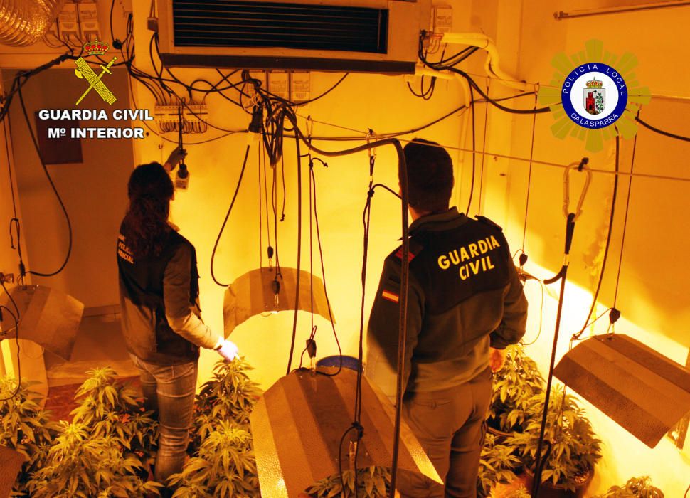 Desmantelado un invernadero clandestino de marihuana en Calasparra