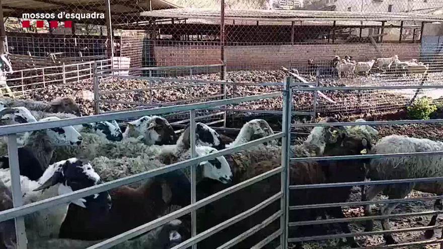 Ovejas y cabras desnutridas en una granja de Lliçà d'Amunt.