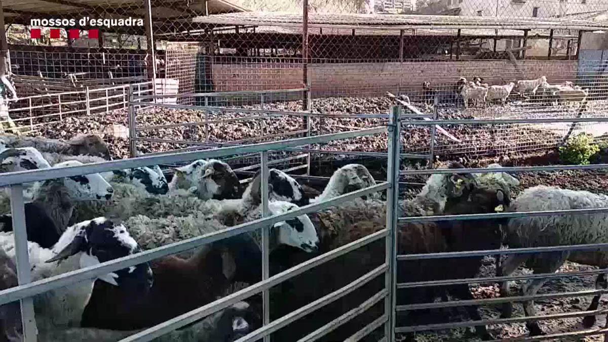 Ovejas y cabras desnutridas en una granja de Lliçà d’Amunt.