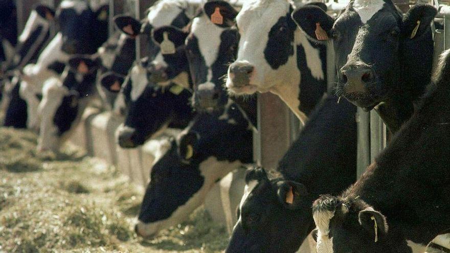 Detectado un caso de vacas locas en El Piñero