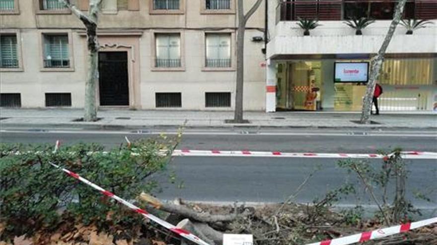 La lluvia derribó en Zaragoza un árbol singular del paseo Constitución