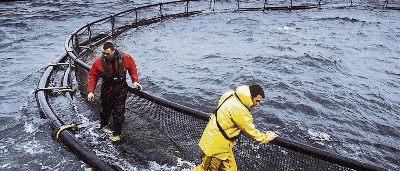 Una planta de Marine Harvest en Irlanda. // Marine Harvest