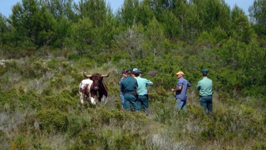 Los ganaderos y la Guardia Civil recorrieron la montaña con un manso en busca de la res.