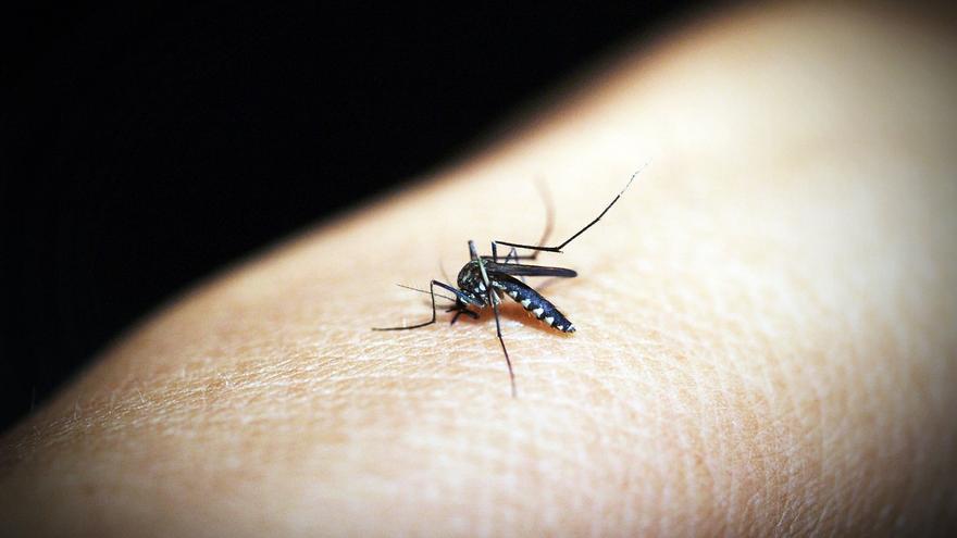 Els trucs perquè els mosquits no et maregin durant la nit i puguis dormir