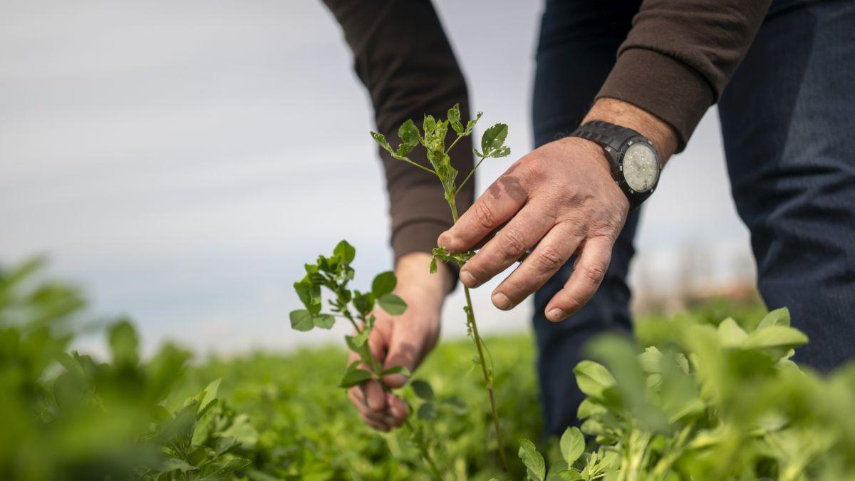 Recogida en el campo, a 10 de marzo de 2026, en Alcarràs, Lleida, Cataluña (España).