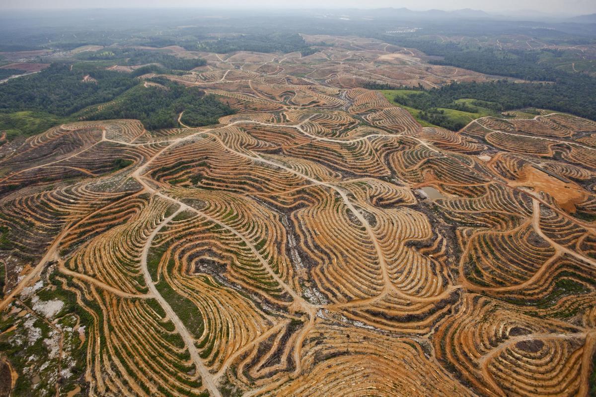 Deforestación en Indonesia para cultivo de palma