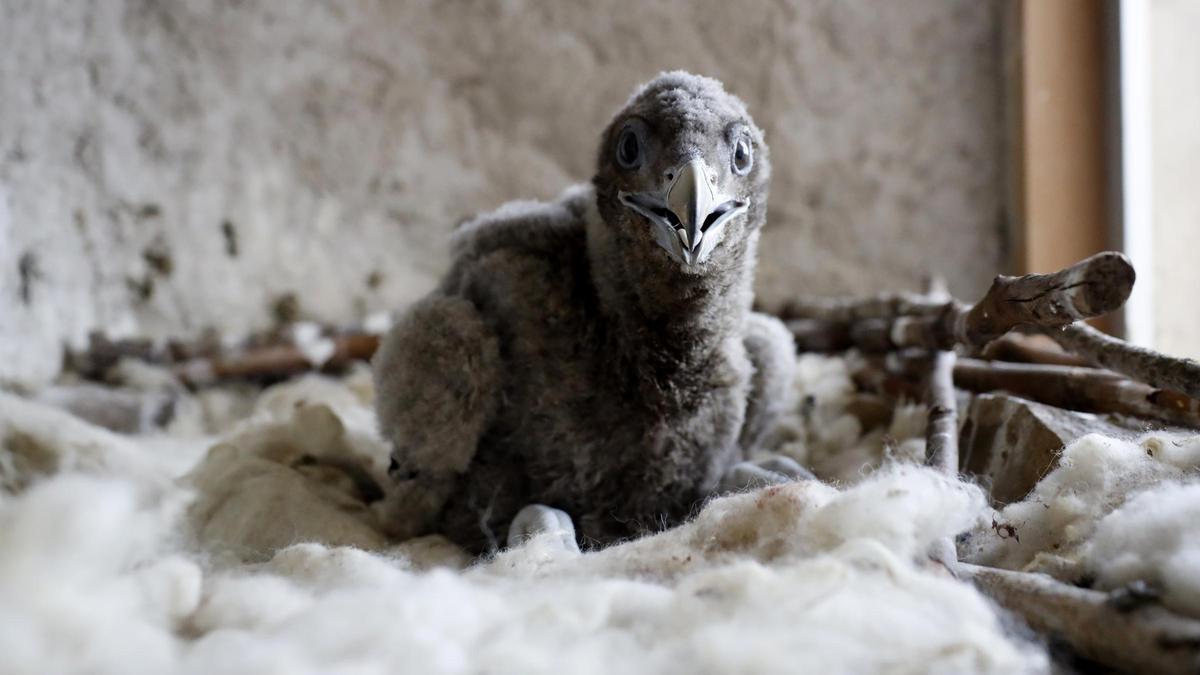 Una de las especies que se crían en La Alfranca