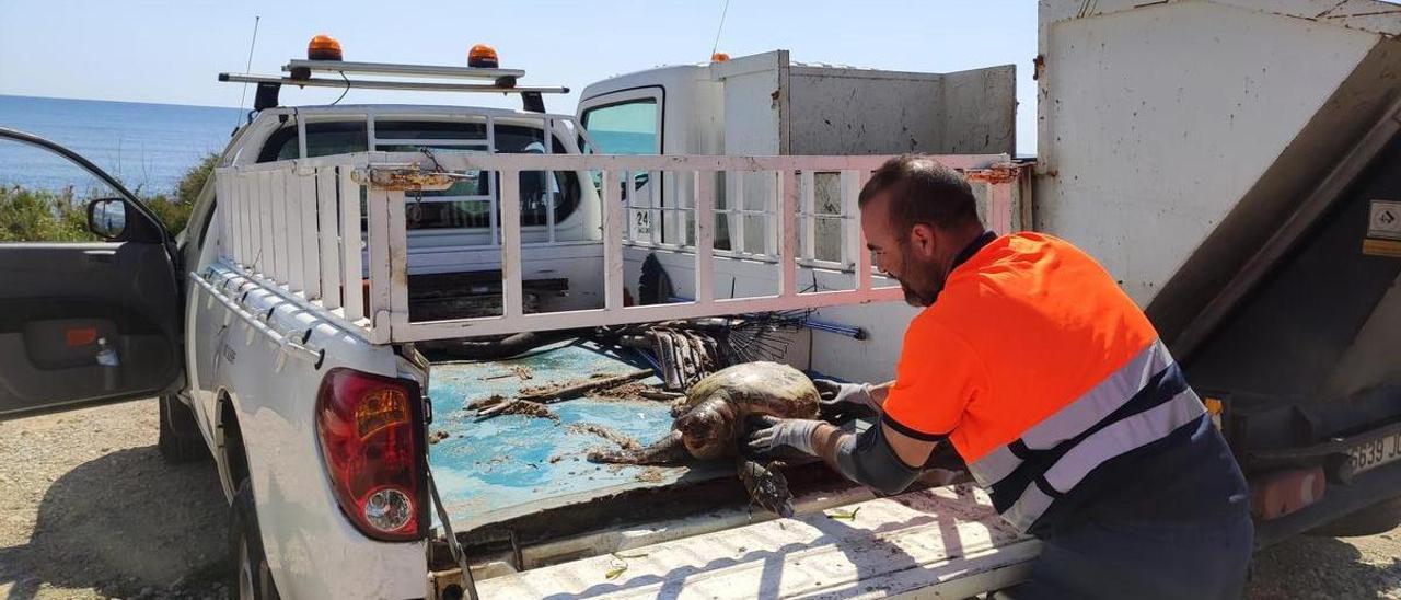 Imagen de la tortuga localizada en el Cabo