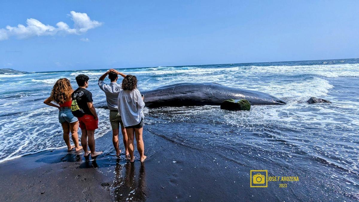 Hallan un cachalote muerto en la orilla de una playa de La Palma