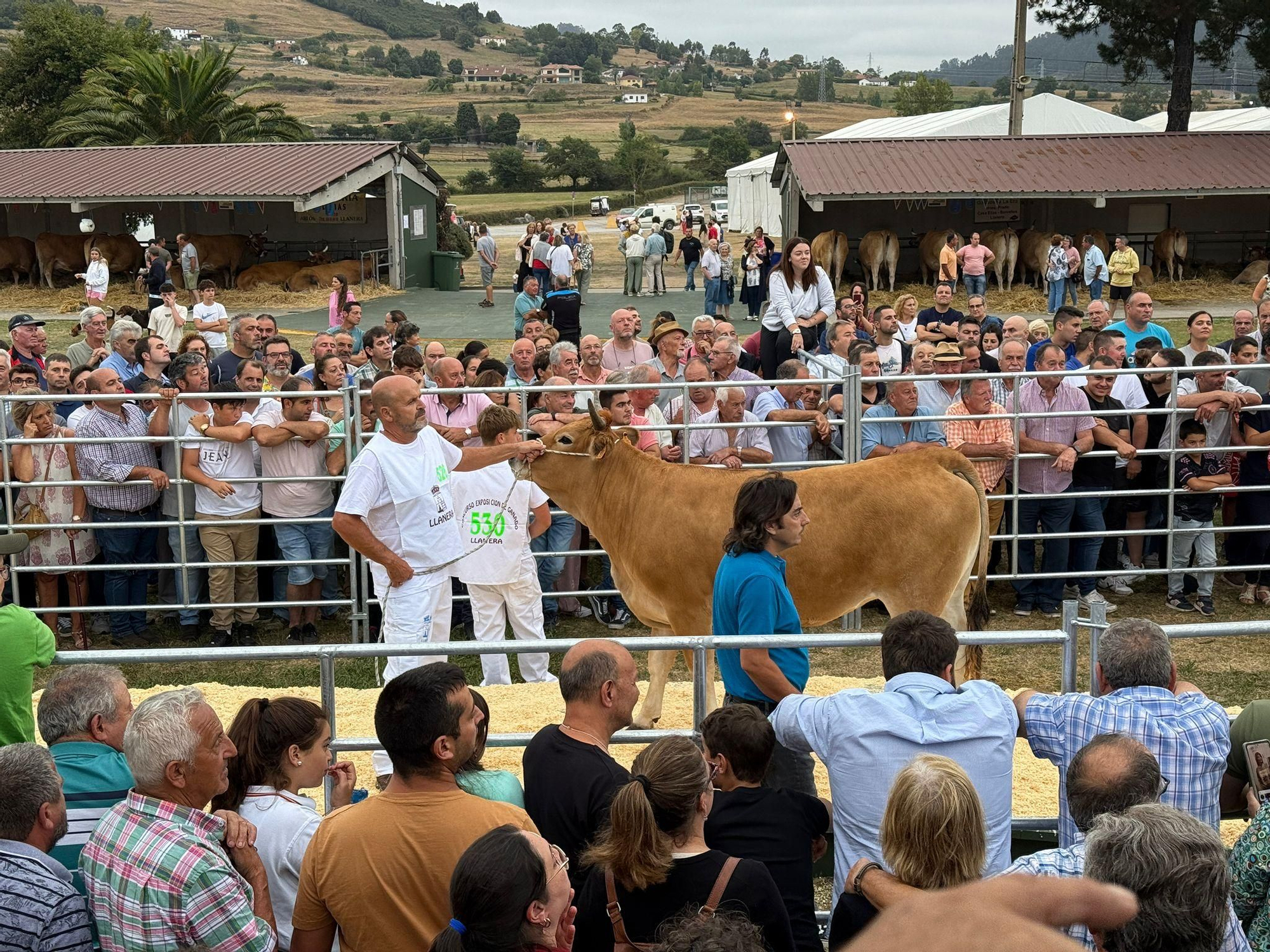 Multitudinaria subasta de ganado vacuno élite en Llanera