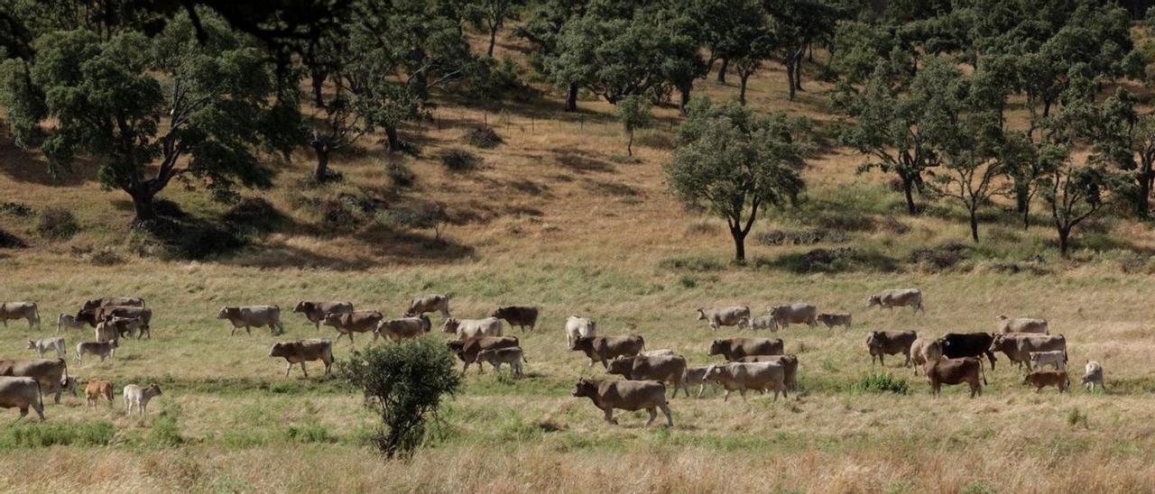 Imagen de la zona de pastos para la ganadería en la Dehesa de la Guadaña.