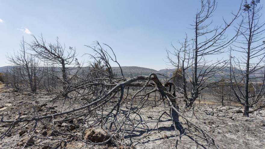 Baja a nivel 0 el incendio forestal de Quintanilla del Coco (Burgos)