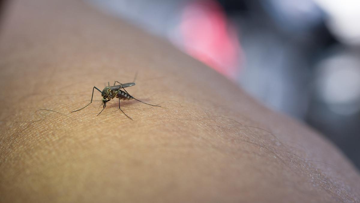 El terror de los mosquitos: así es la raqueta que los "ahuyenta"