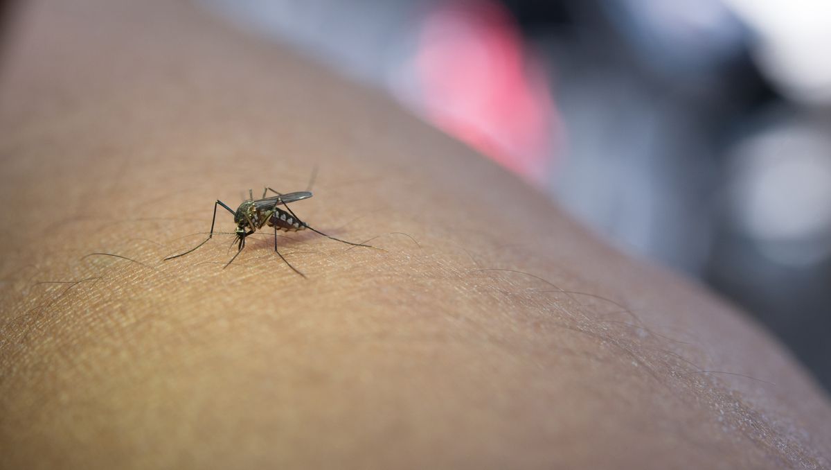 El terror de los mosquitos: así es la raqueta que los &quot;ahuyenta&quot;