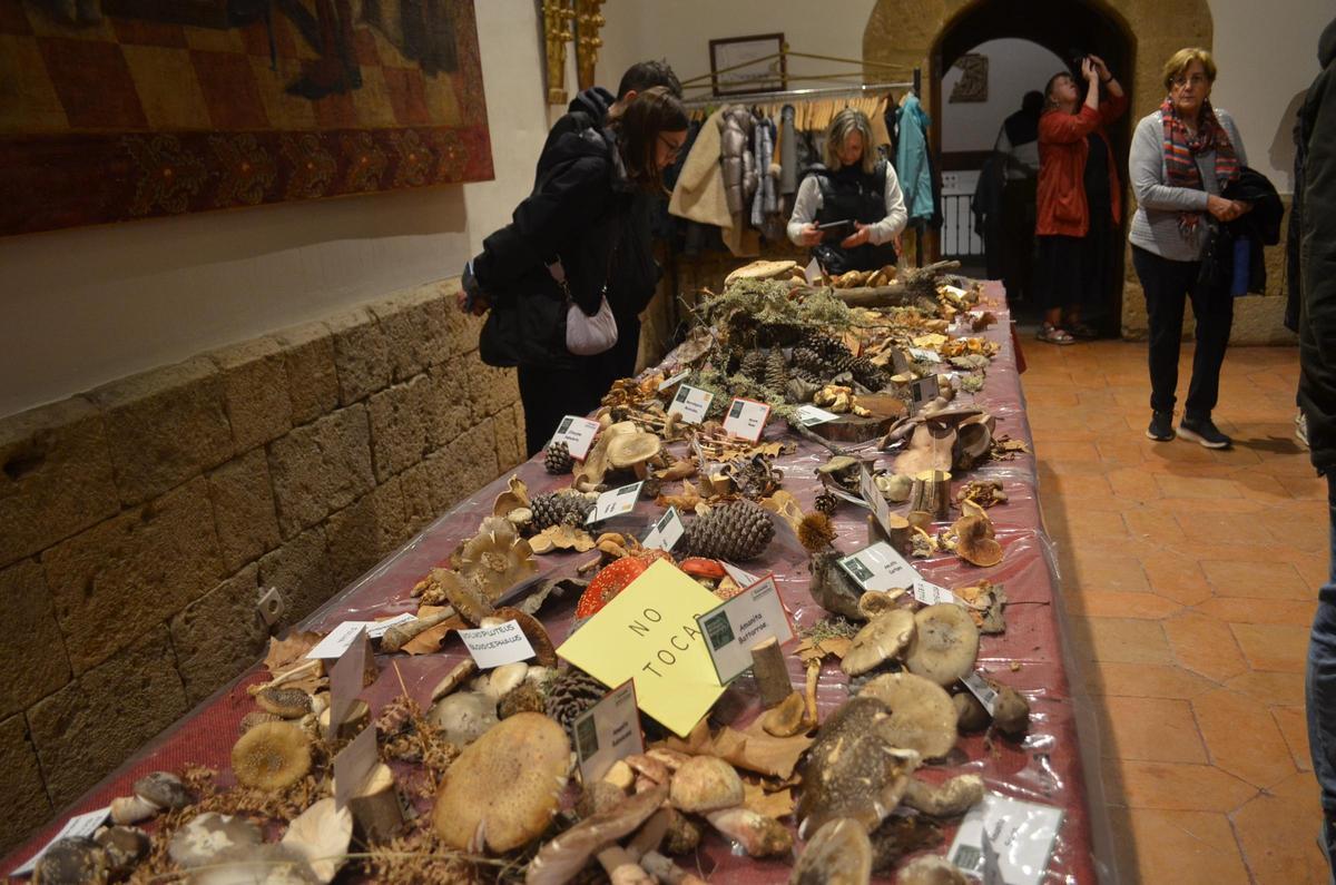 La Exposición Micológica de Benavente, en imágenes