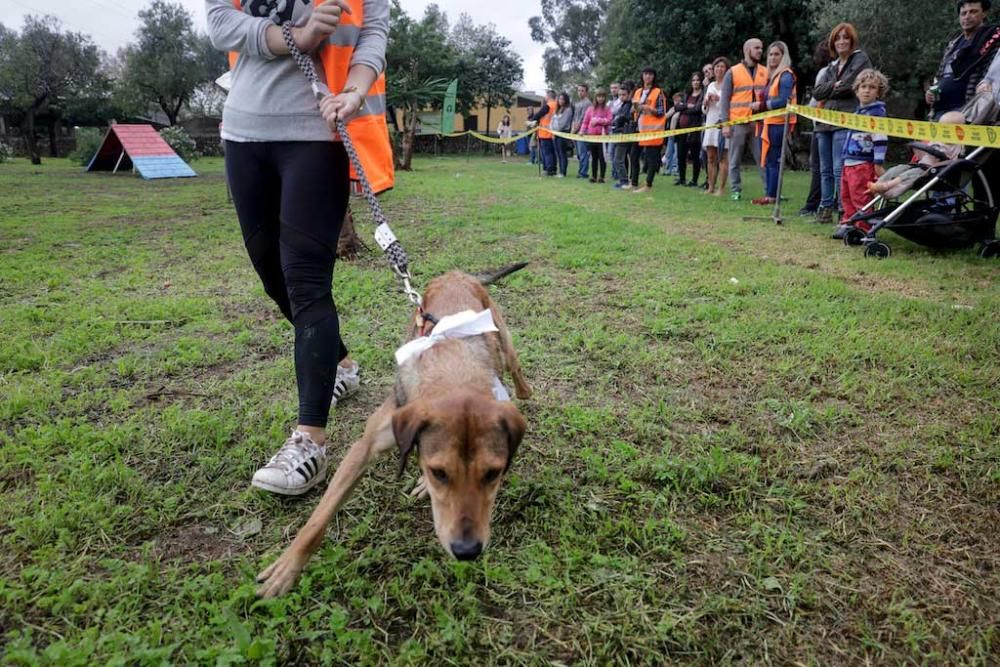 Jornada de puertas abiertas en la perrera de Son Reus