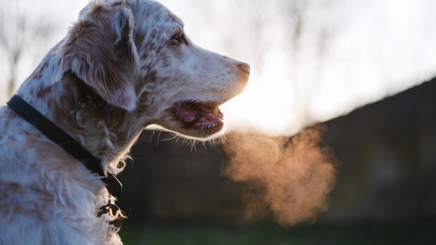 Dexter, el perro bípedo que camina como los humanos