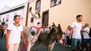 La Laguna celebra este jueves la XIX edición de la Noche de los Burros